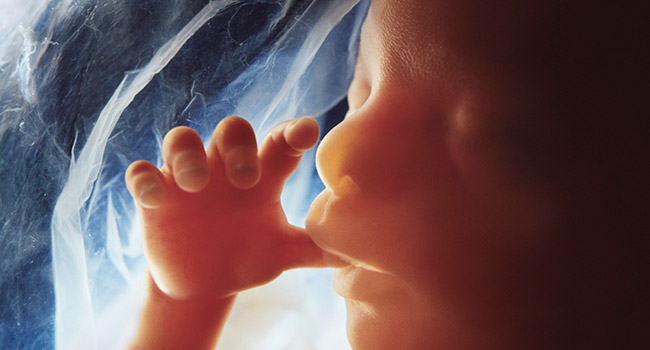 Embryology & Developmental anatomy