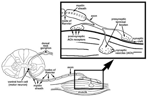 MUSCLE, NERVE AND NMJ DISORDERS